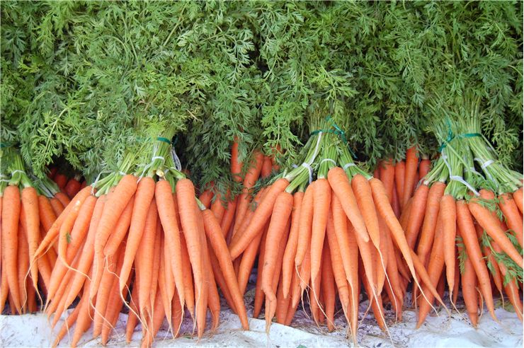 Harvested Carrot