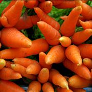 Carrot Root Vegetable - Orange