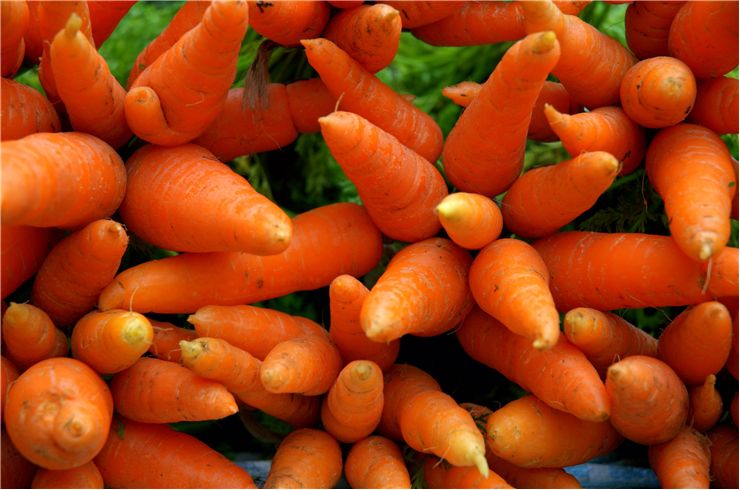 Carrot Root Vegetable - Orange