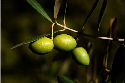 Fruit Olives