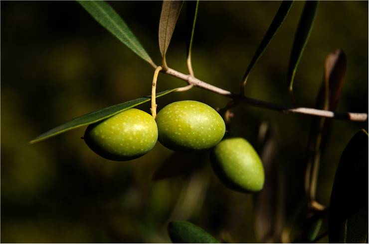 Fruit Olives