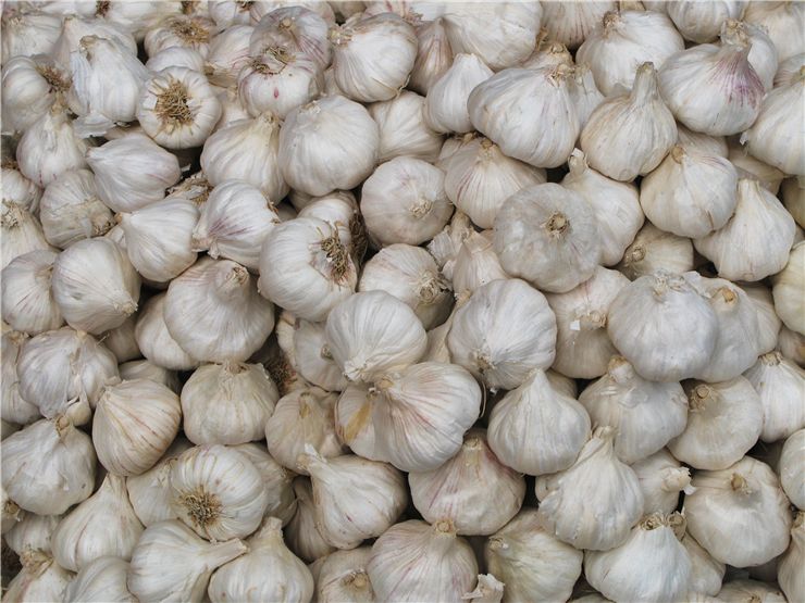 Garlic Harvest