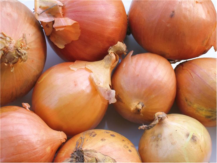Onions Common