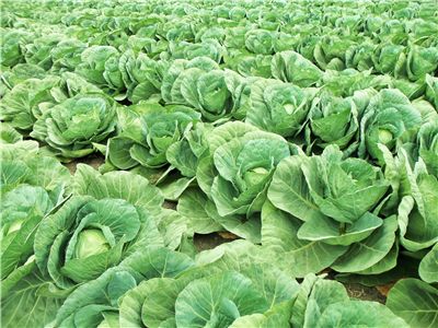 Cabbage Field