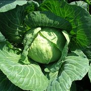 Cabbage Vegetable