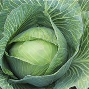 Cabbage Healthy