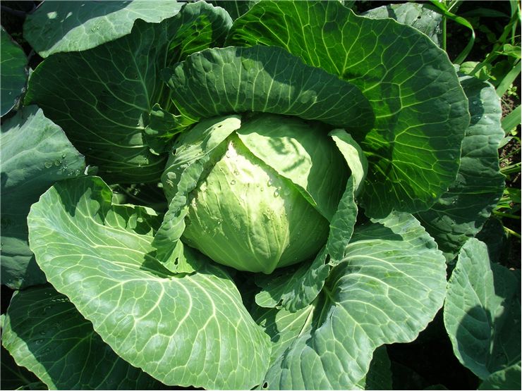 Cabbage Vegetable