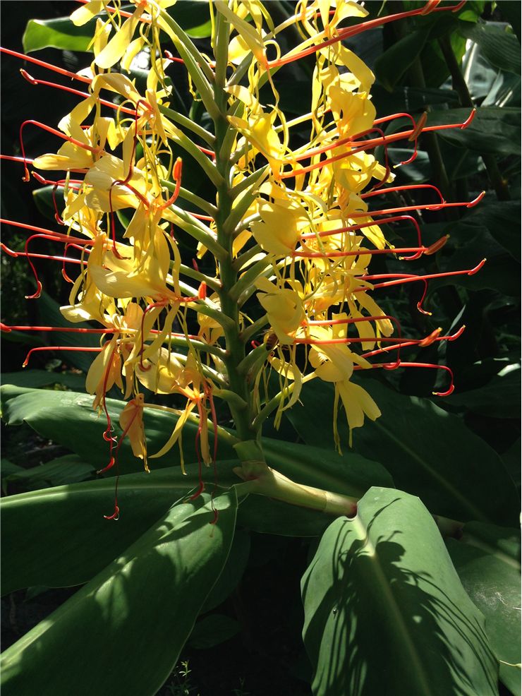 Ginger Flower Plant Evolution