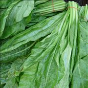 Spinach Green Vegetable