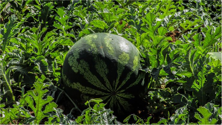 Watermelon Plant