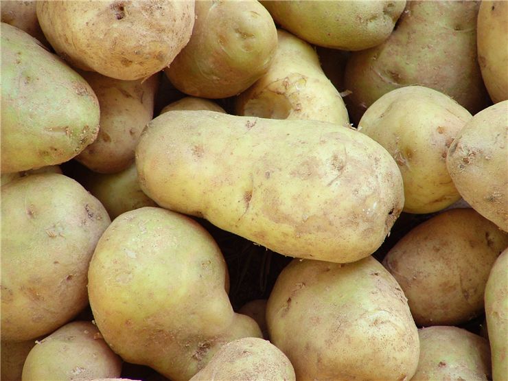 Potato Cultivars Vegetable