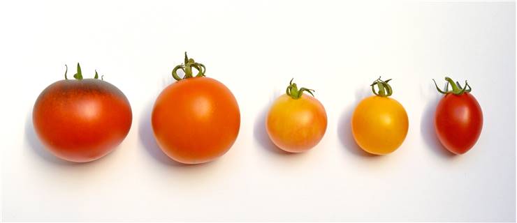Tomato Types