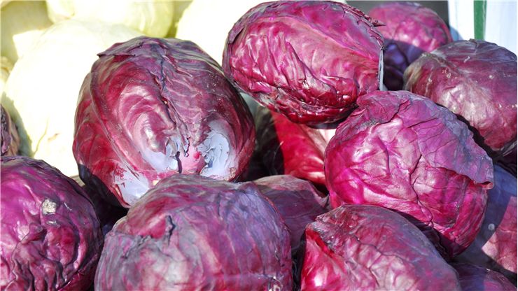 Cabbage Benefits